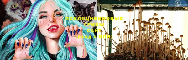 индика Аркадак